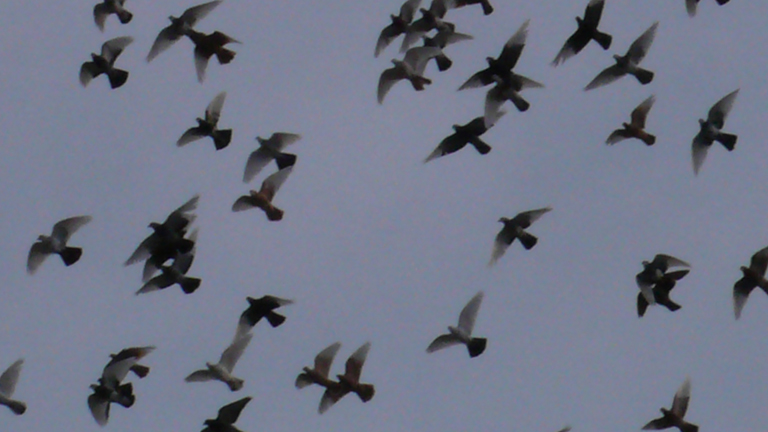 Pigeons (Photo © Jaime Rojo)