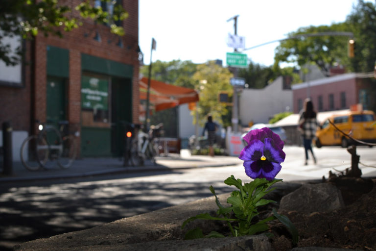 Paul Harfleet “The Pansy Project” is Evergreen in New York Brooklyn