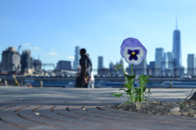 Paul Harfleet “The Pansy Project” is Evergreen in New York Brooklyn Street Art