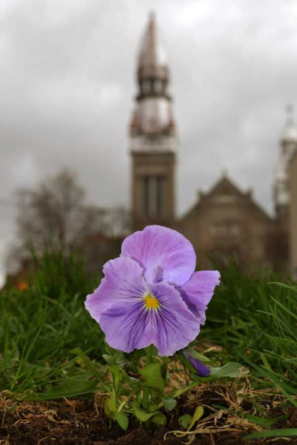 Paul Harfleet “The Pansy Project” is Evergreen in New York Brooklyn Street Art