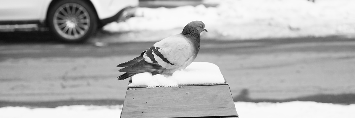 Photos Of BSA 2021: #4: Stylish, Tenacious, New York Pigeon for Mayor