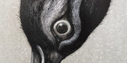 ROA: “In Limbo”, In New York