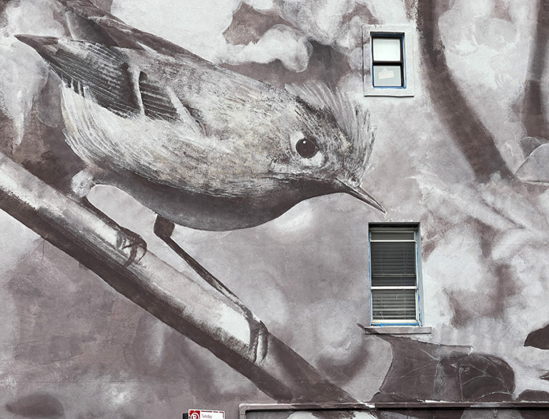Mantra and the Big-Talking Ruby Crested Kinglet in Williamsburg ...