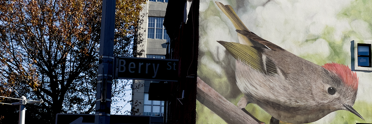 Mantra and the Big-Talking Ruby Crested Kinglet in Williamsburg