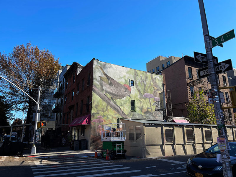 Mantra and the Big-Talking Ruby Crested Kinglet in Williamsburg ...