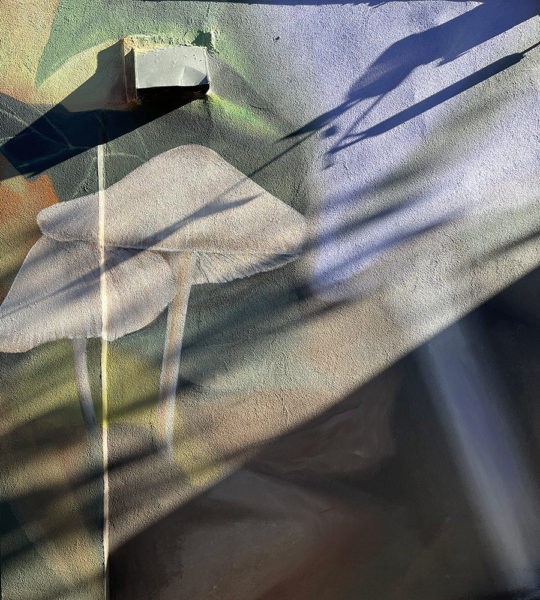 Mantra and the Big-Talking Ruby Crested Kinglet in Williamsburg ...