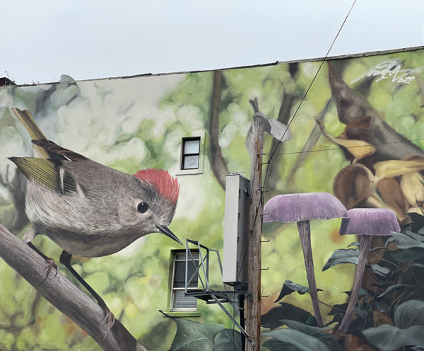 Mantra and the Big-Talking Ruby Crested Kinglet in Williamsburg ...