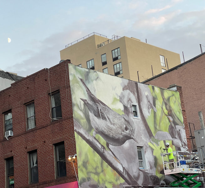 Mantra and the Big-Talking Ruby Crested Kinglet in Williamsburg ...