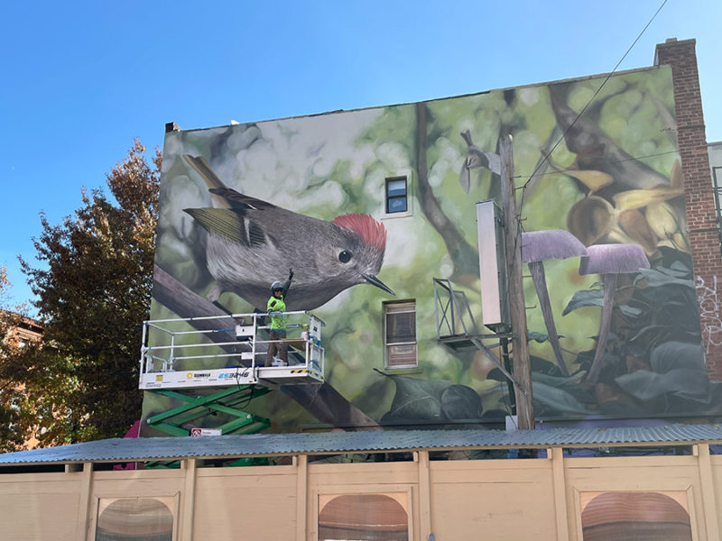 Mantra and the Big-Talking Ruby Crested Kinglet in Williamsburg ...