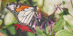 Catching Monarchs in Mexico with Mantra, Martha Cooper, and Cousin Sally
